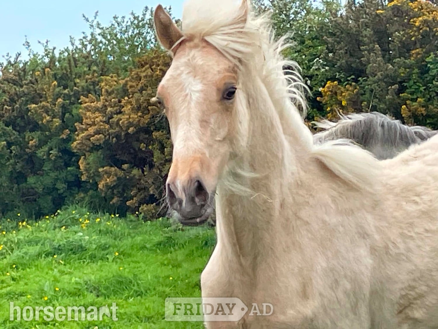 "Bartonhill Space Oddity" Palomino Colt Youngstock / Foal