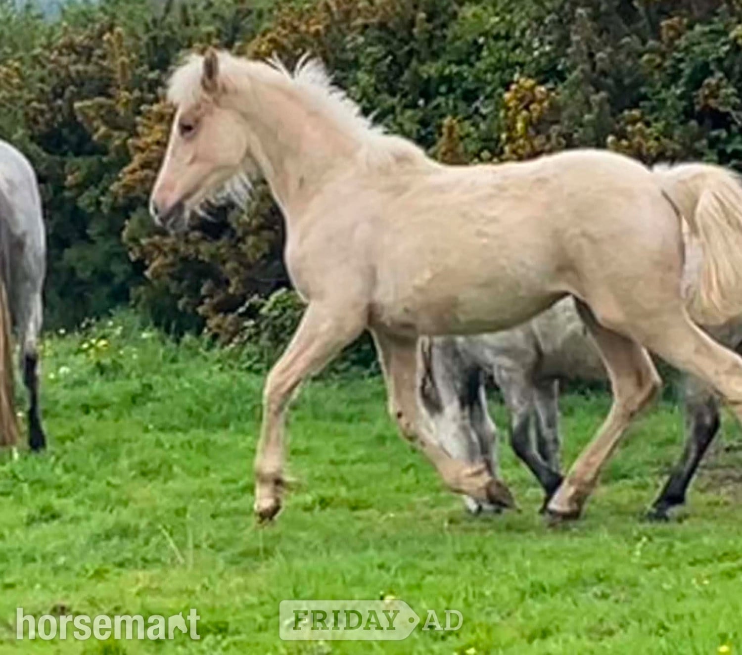 Bude "Bartonhill Space Oddity" Palomino Colt Youngstock / Foal