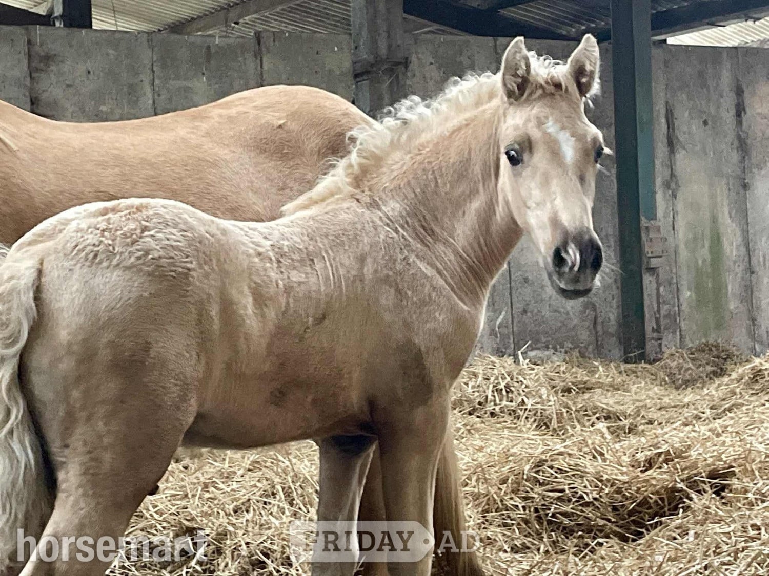 "Bartonhill Space Oddity" Palomino Colt Youngstock / Foal - Horses in Bude