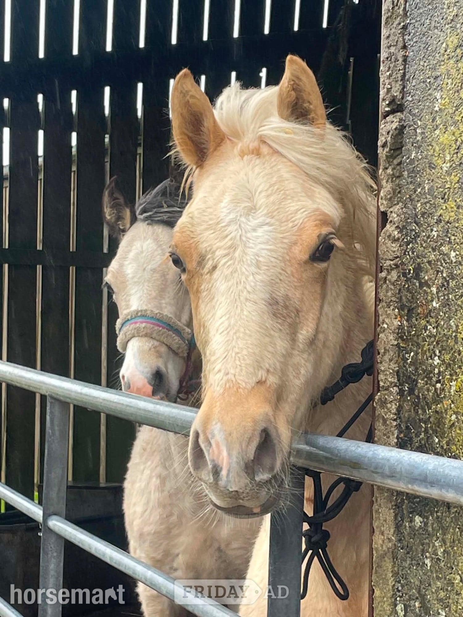 "Bartonhill Space Oddity" Palomino Colt Youngstock / Foal - Horses