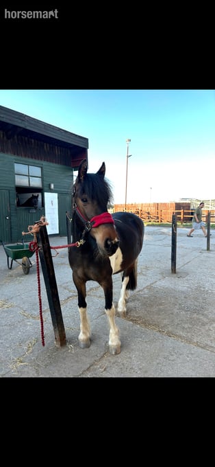 "Holly" Tri-Coloured Mare Family Horse