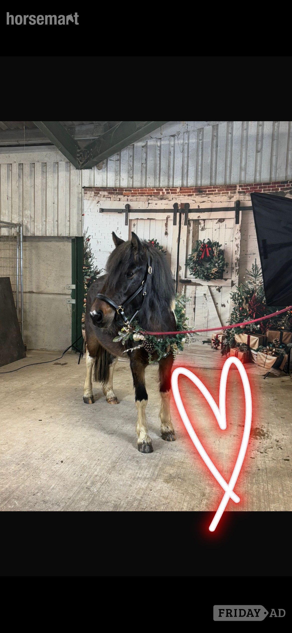 Willaston "Holly" Tri-Coloured Mare Family Horse