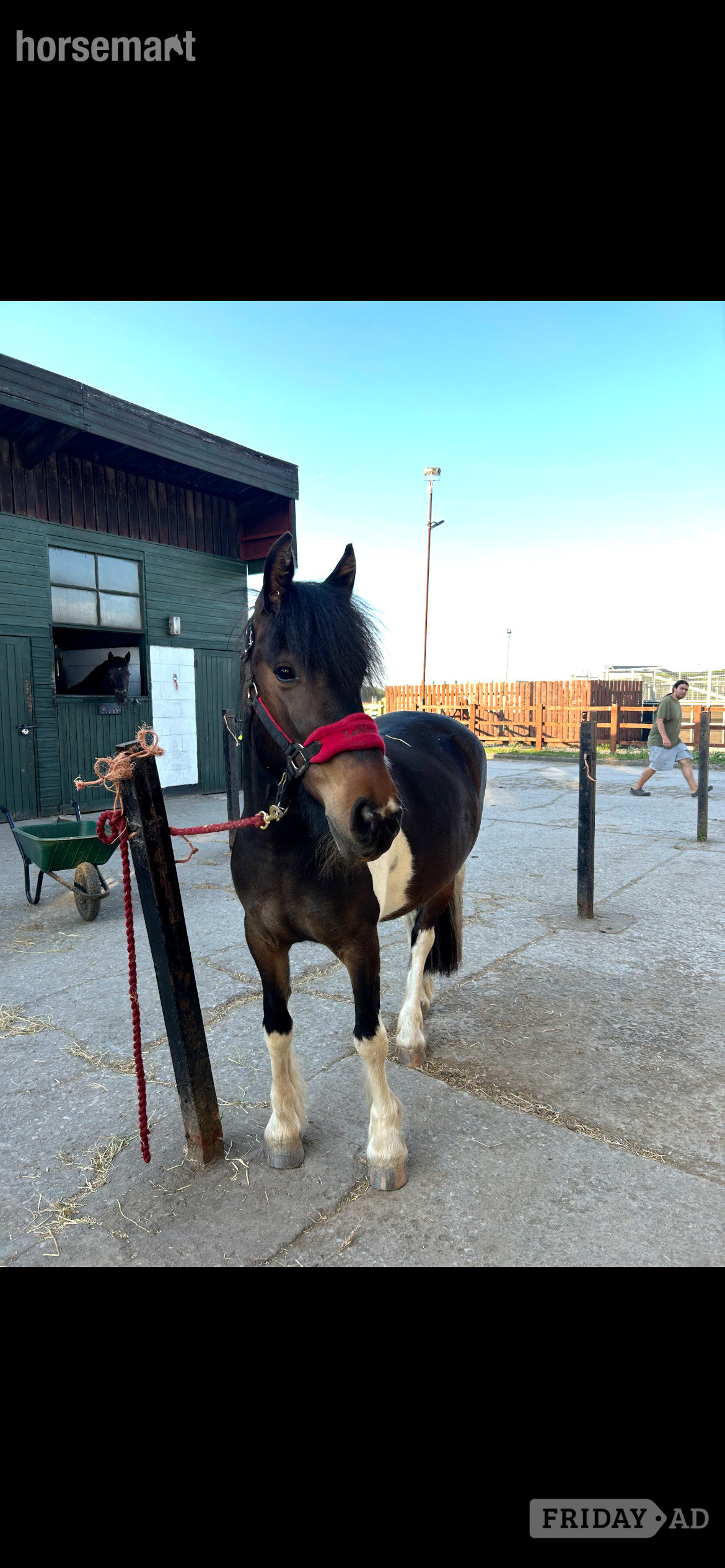 "Holly" Tri-Coloured Mare Family Horse in Willaston