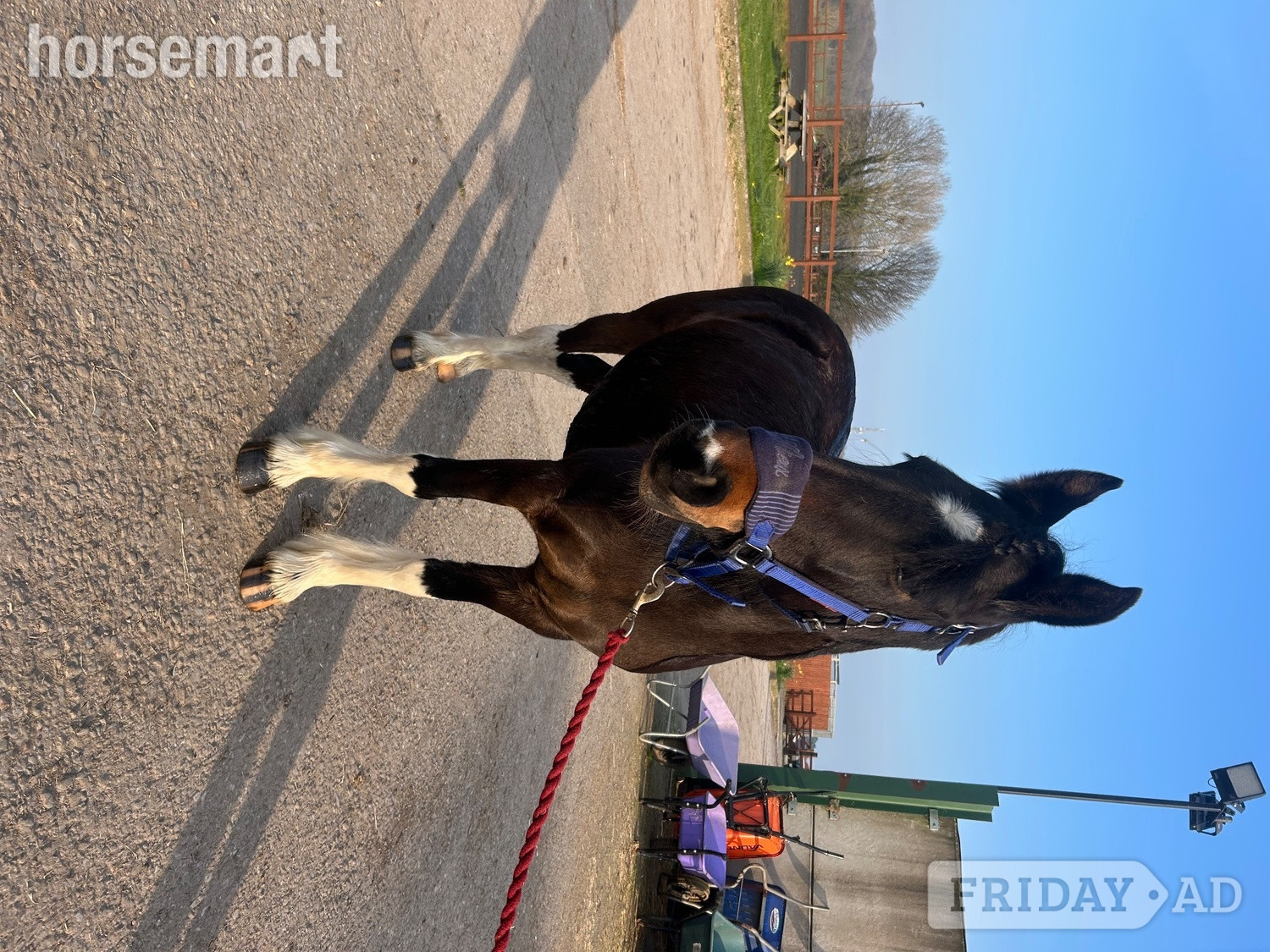 "Holly" Tri-Coloured Mare Family Horse - Horses in Willaston