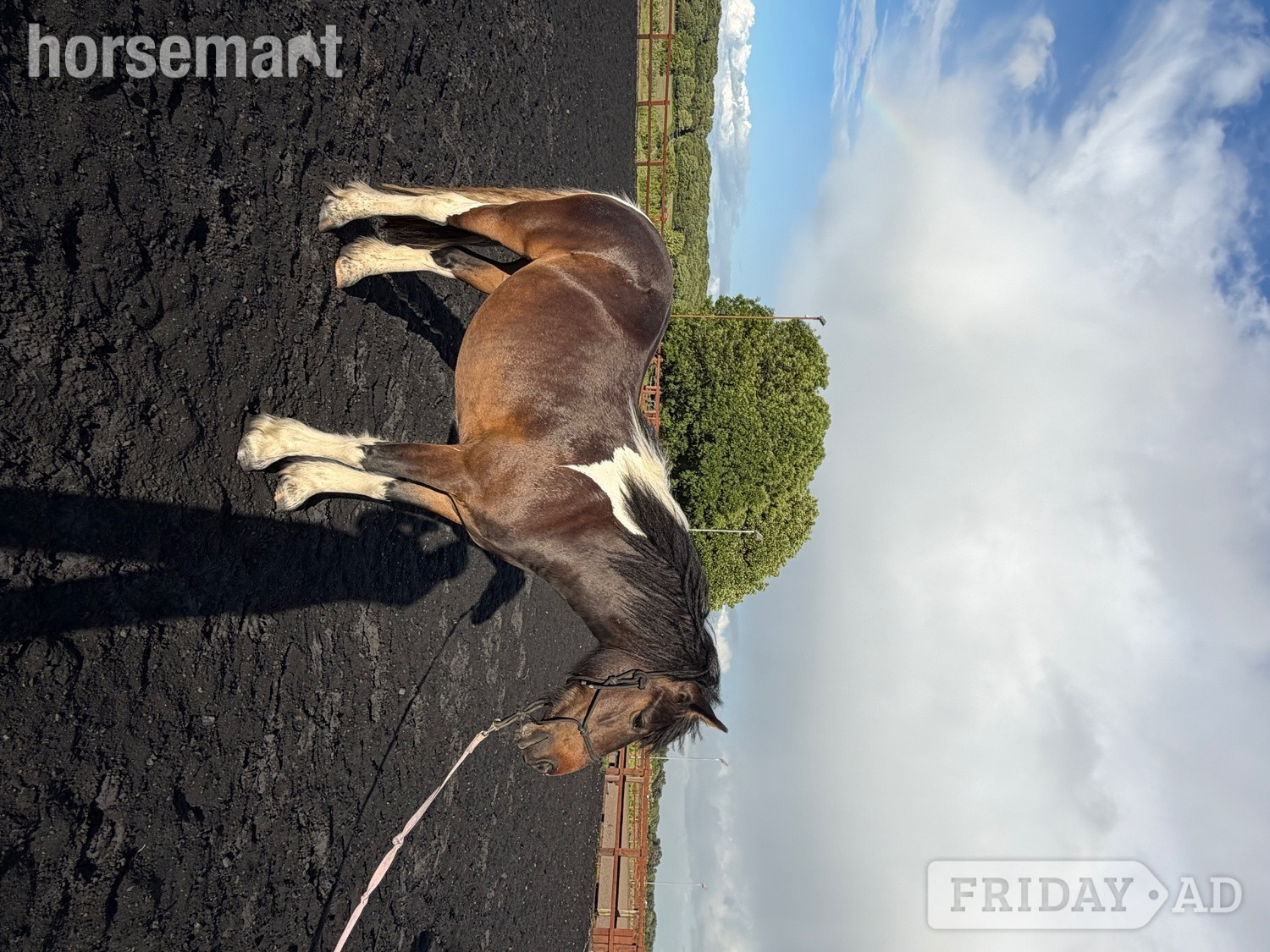"Holly" Tri-Coloured Mare Family Horse - Horses