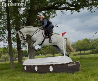 "Dynamo Dolphin" Grey Gelding All Rounder