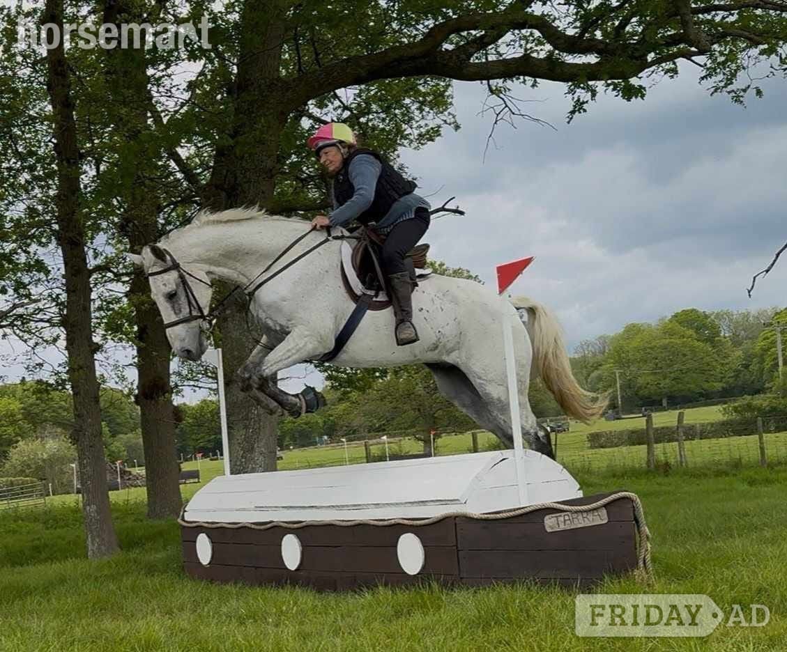 "Dynamo Dolphin" Grey Gelding All Rounder in Battle