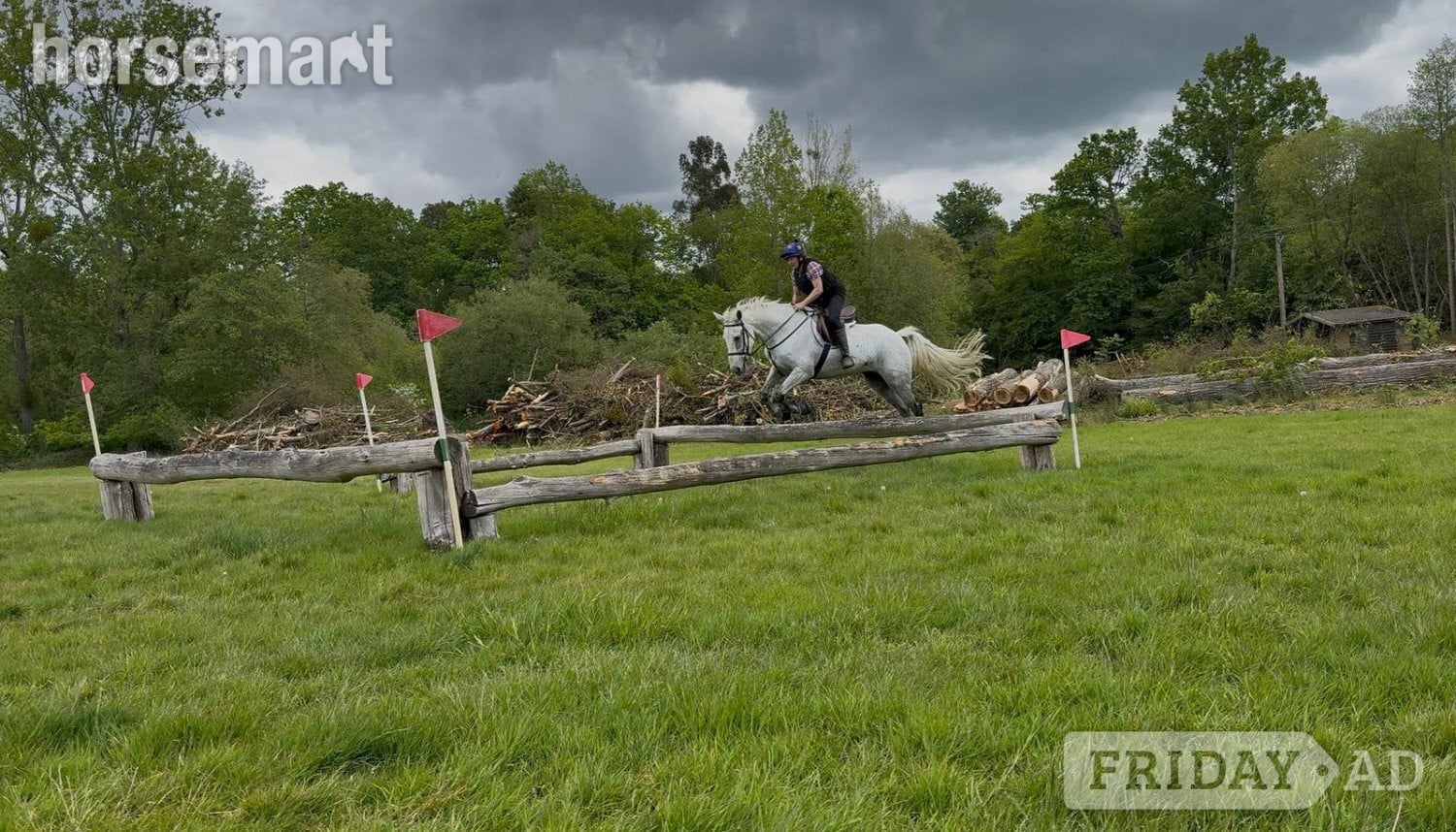 "Dynamo Dolphin" Grey Gelding All Rounder