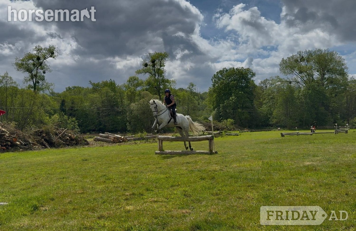 "Dynamo Dolphin" Grey Gelding All Rounder -  in Battle