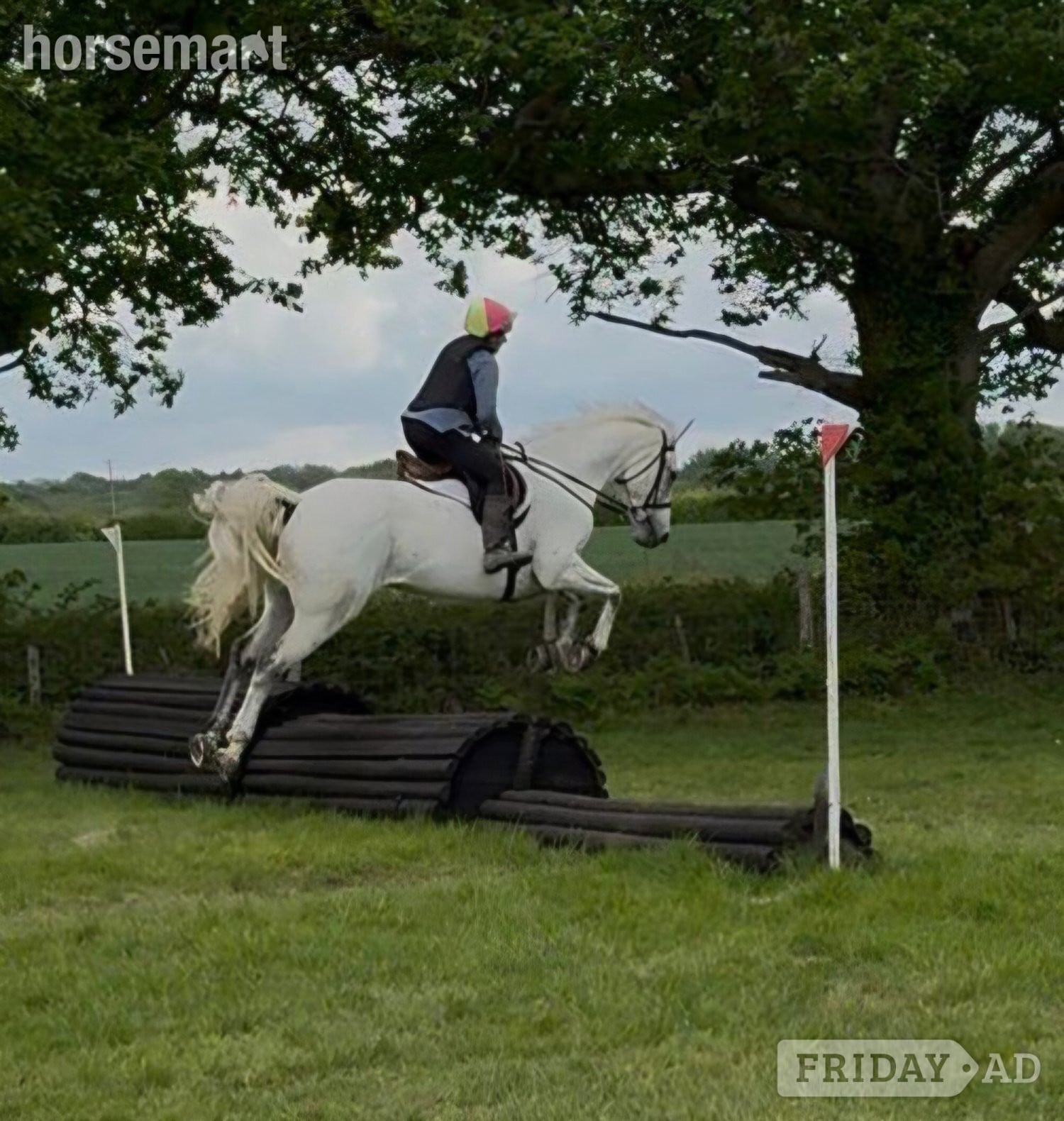 "Dynamo Dolphin" Grey Gelding All Rounder - 