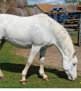 "Queenie " Grey Mare All Rounder