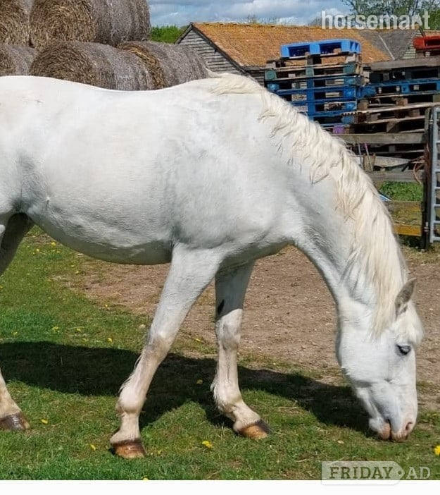 "Queenie " Grey Mare All Rounder in Bedford