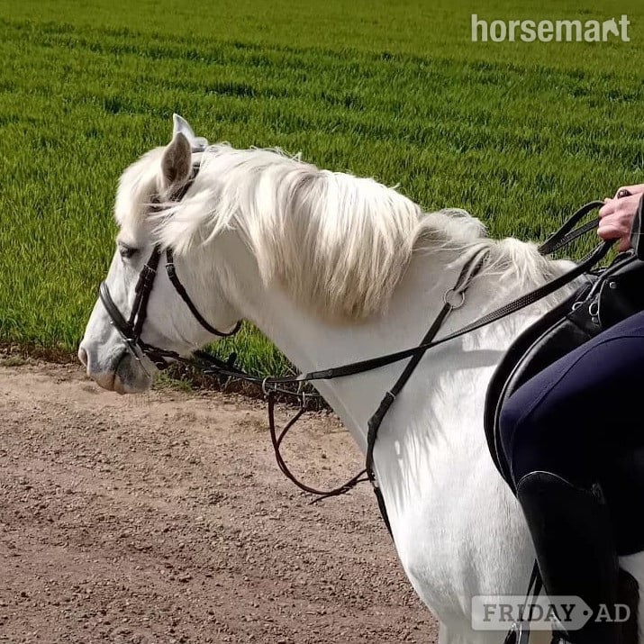 "Queenie " Grey Mare All Rounder