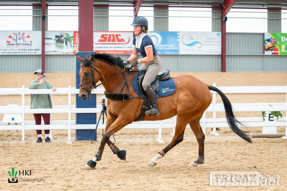 "Alphonse Karr" Bay Gelding All Rounder