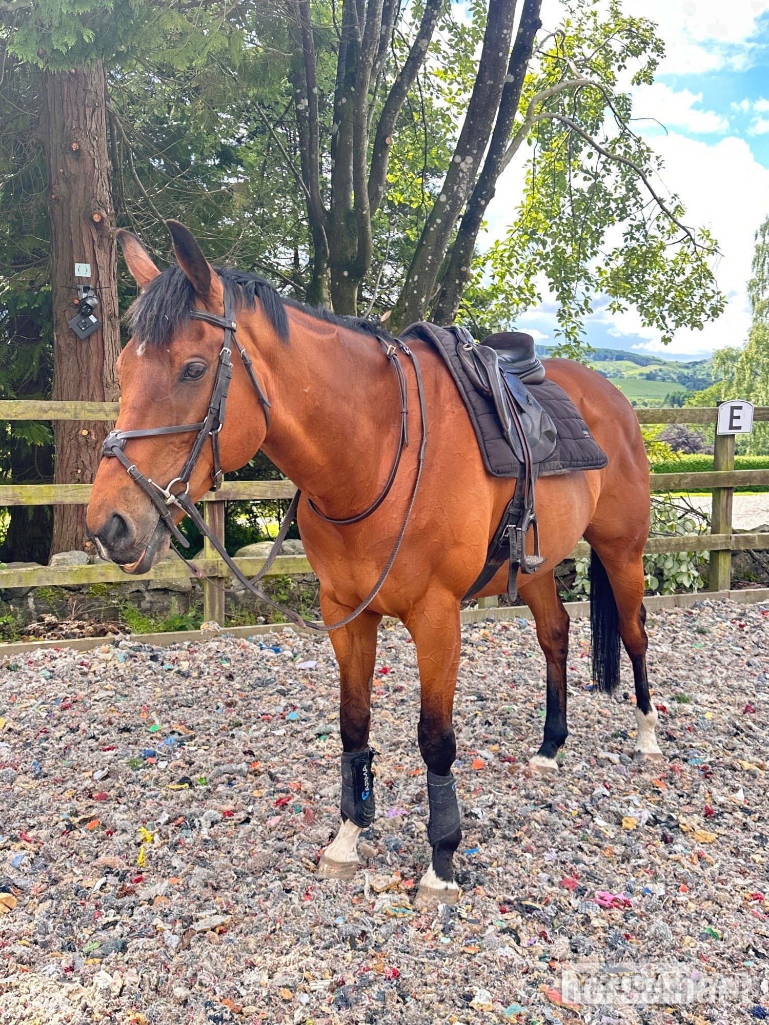 "Alphonse Karr" Bay Gelding All Rounder - Horses in Crieff