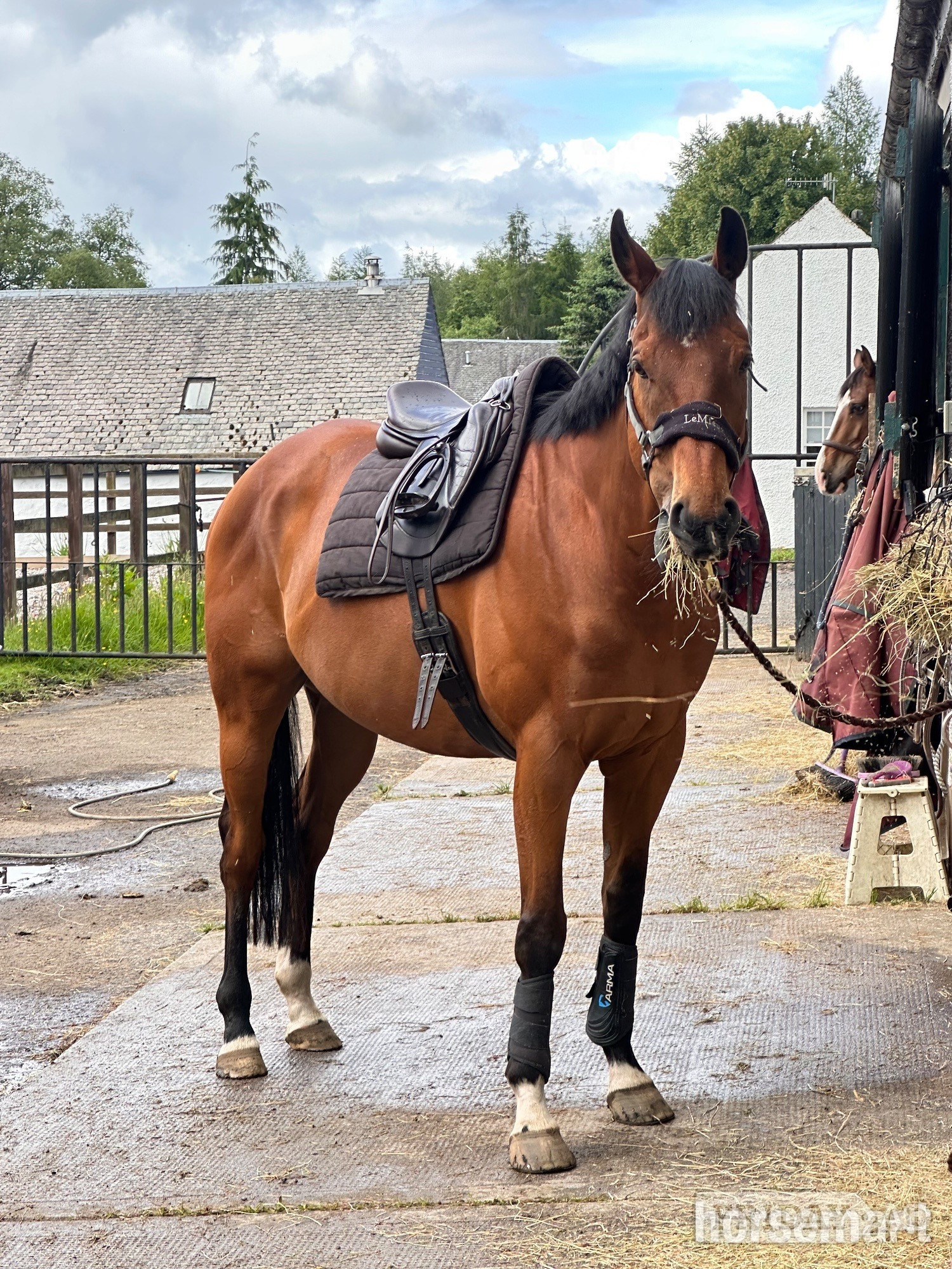 "Alphonse Karr" Bay Gelding All Rounder - Horses