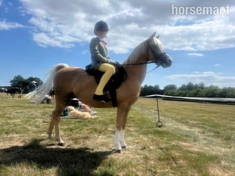 "Lottie" Palomino Mare Mountain & Moorland Pony