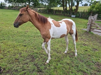 "Honey" Tri-Coloured Filly All Rounder