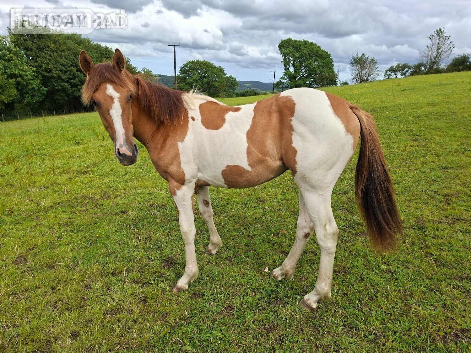 "Honey" Tri-Coloured Filly All Rounder - Horses