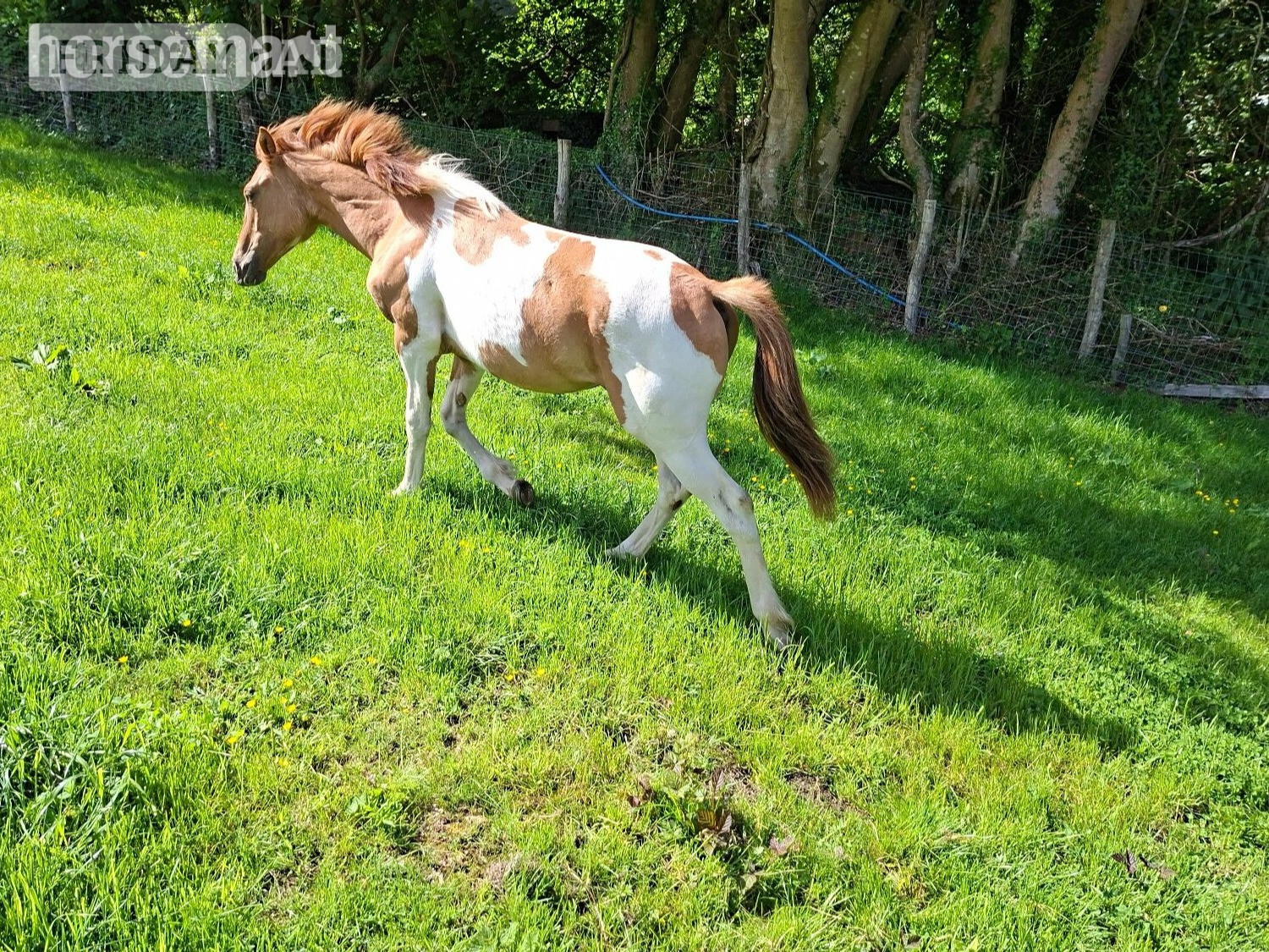 Newton Abbot "Honey" Tri-Coloured Filly All Rounder