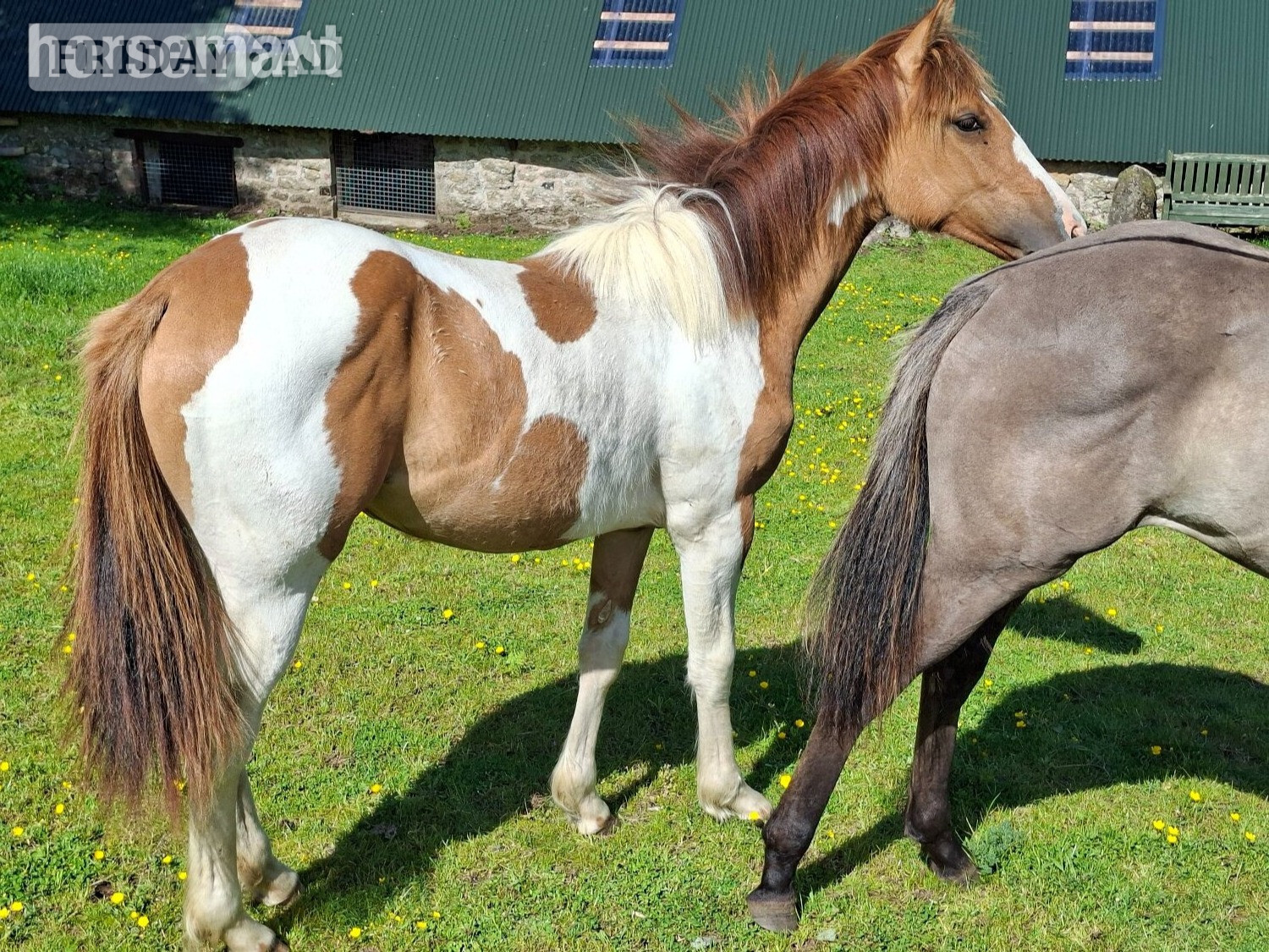 "Honey" Tri-Coloured Filly All Rounder - Horses in Newton Abbot