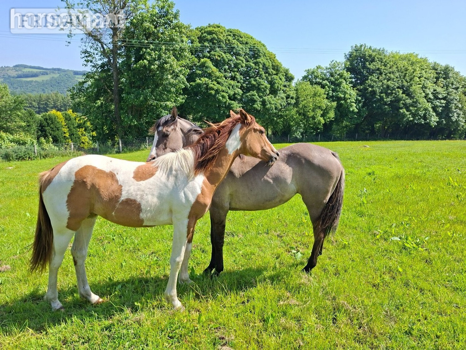"Honey" Tri-Coloured Filly All Rounder