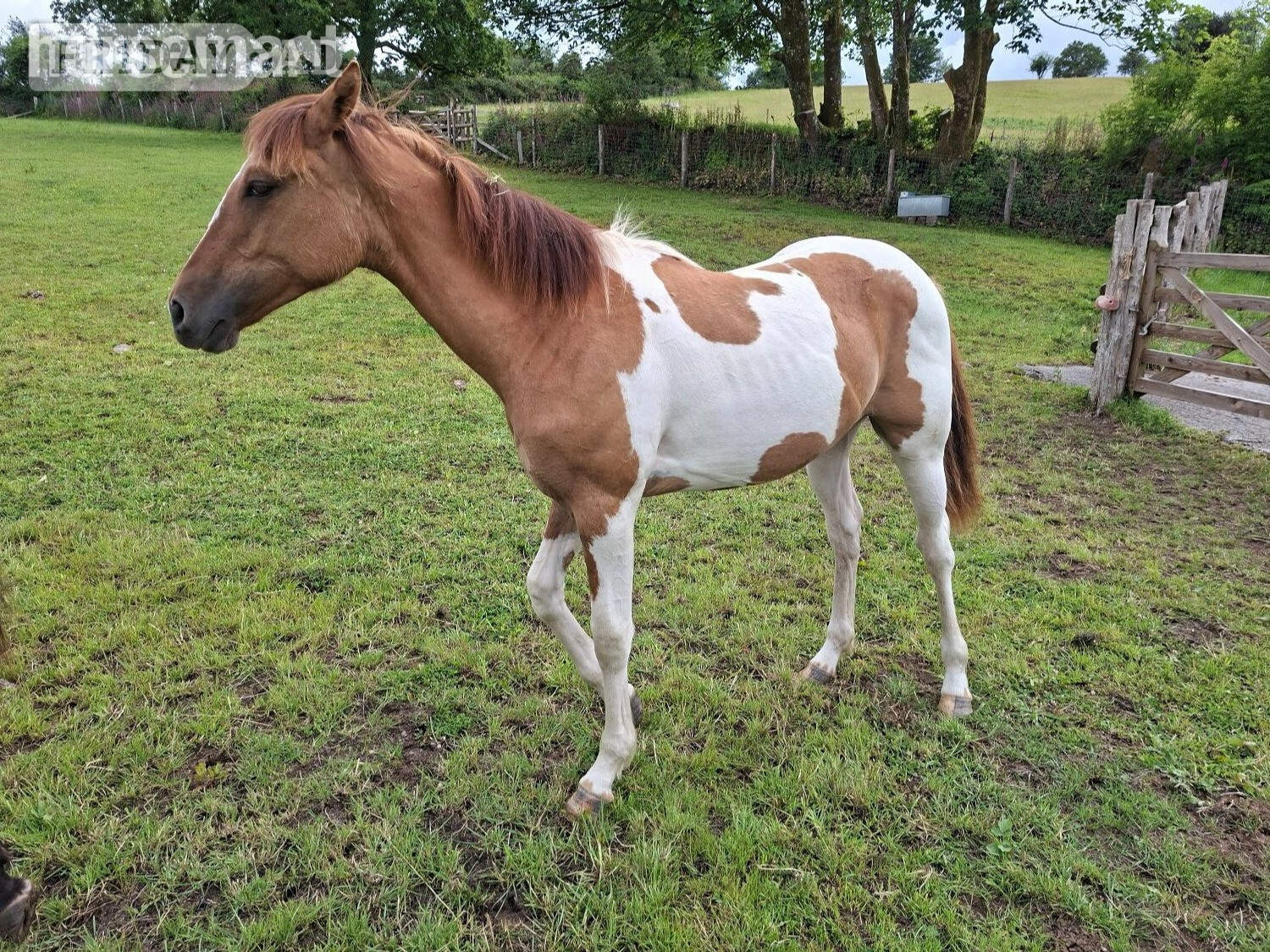 "Honey" Tri-Coloured Filly All Rounder in Newton Abbot