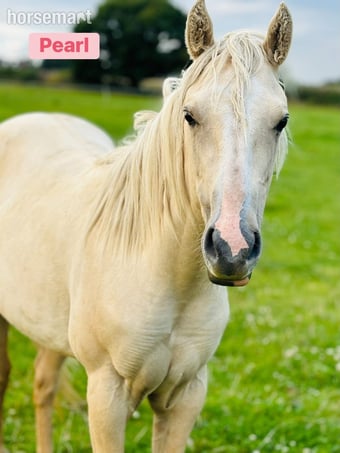 "Pearl" Palomino Mare Youngstock / Foal