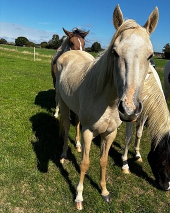 "Pearl" Palomino Mare Youngstock / Foal