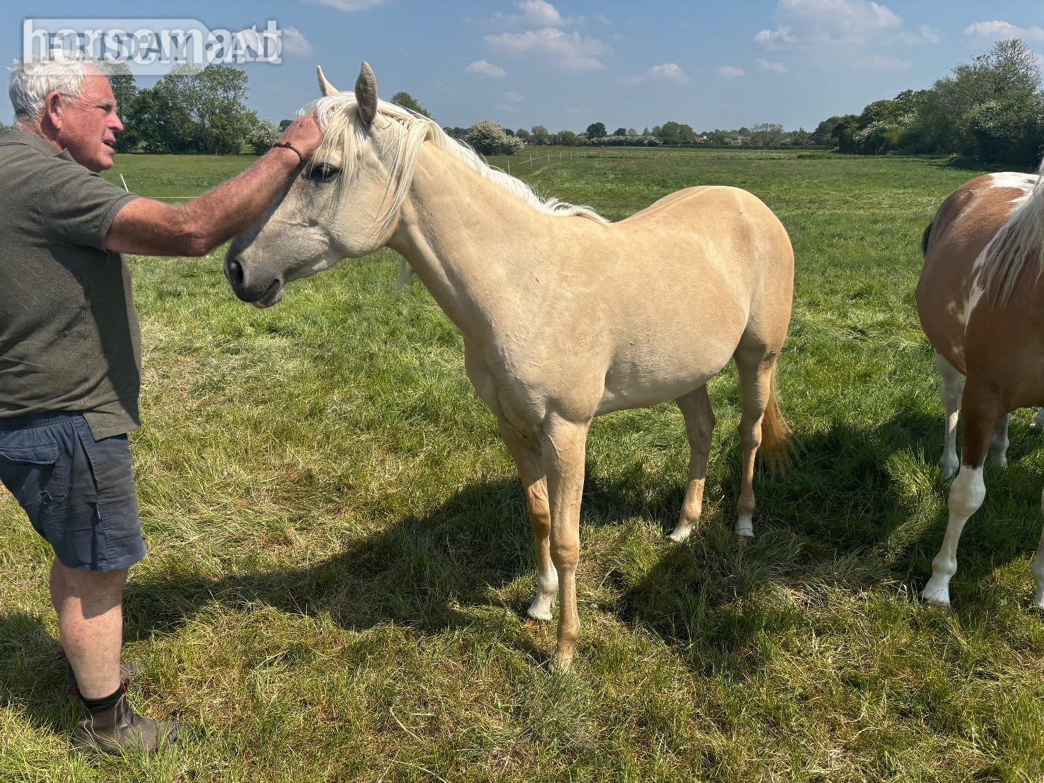 "Pearl" Palomino Mare Youngstock / Foal