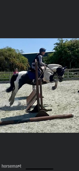 "Flower " Piebald Mare All Rounder
