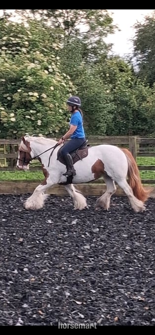 "NELLY " Skewbald Mare Cob/Heavy Horse