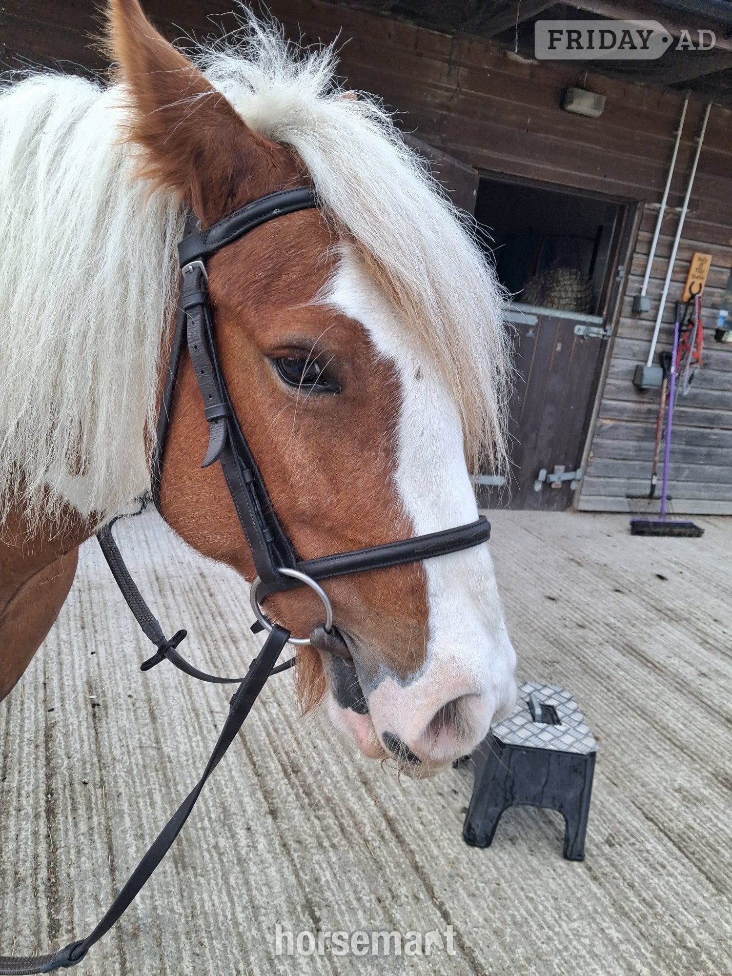 Thirsk "NELLY " Skewbald Mare Cob/Heavy Horse