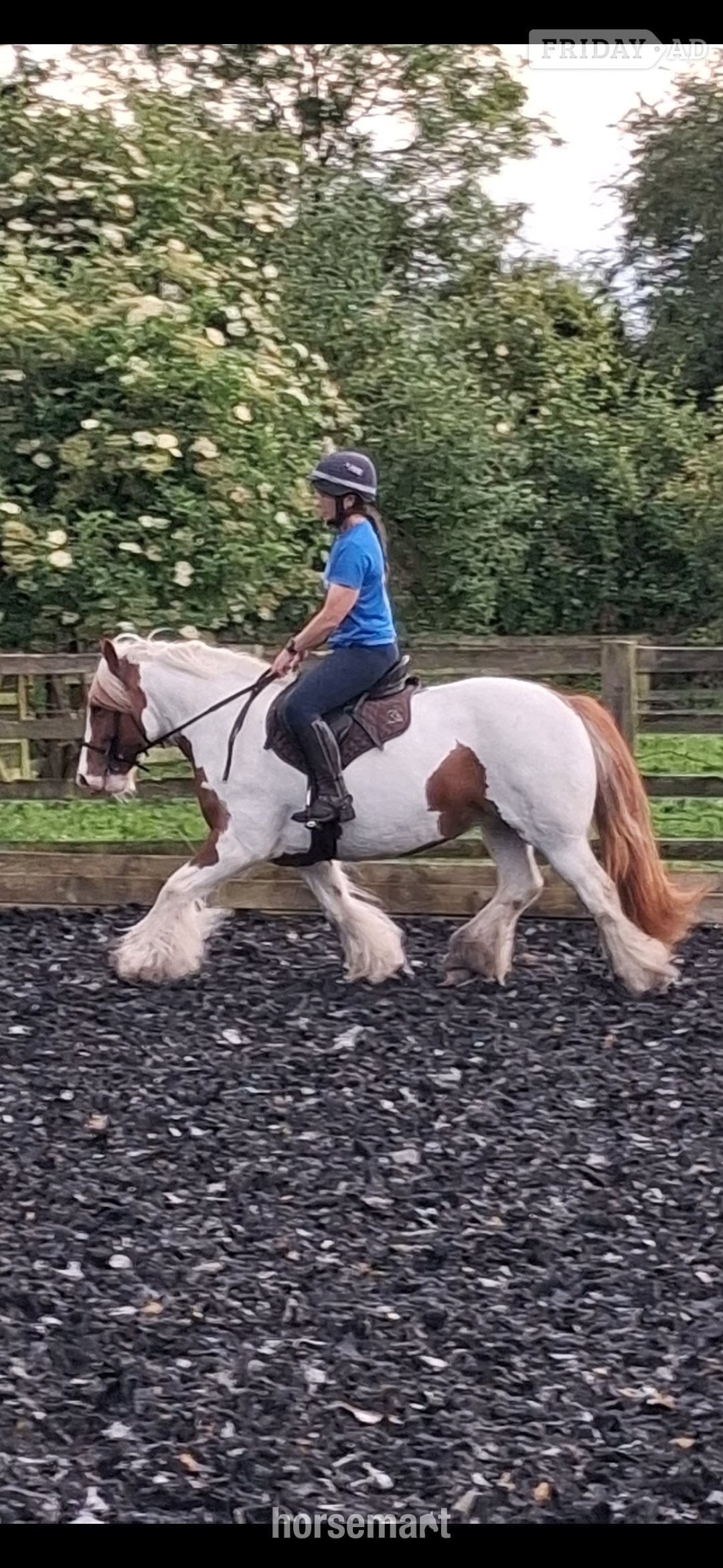 "NELLY " Skewbald Mare Cob/Heavy Horse in Thirsk