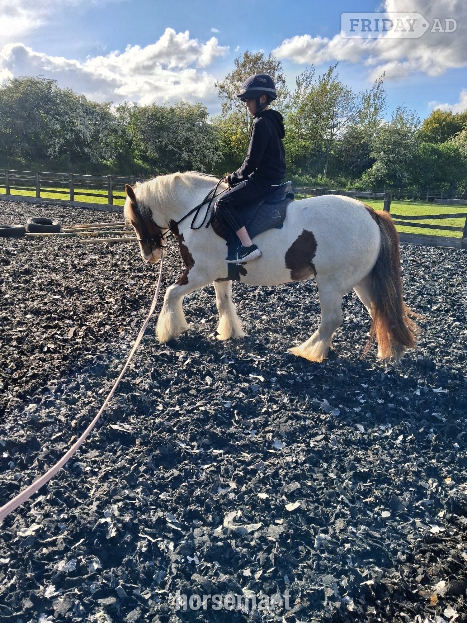 "NELLY " Skewbald Mare Cob/Heavy Horse - Horses