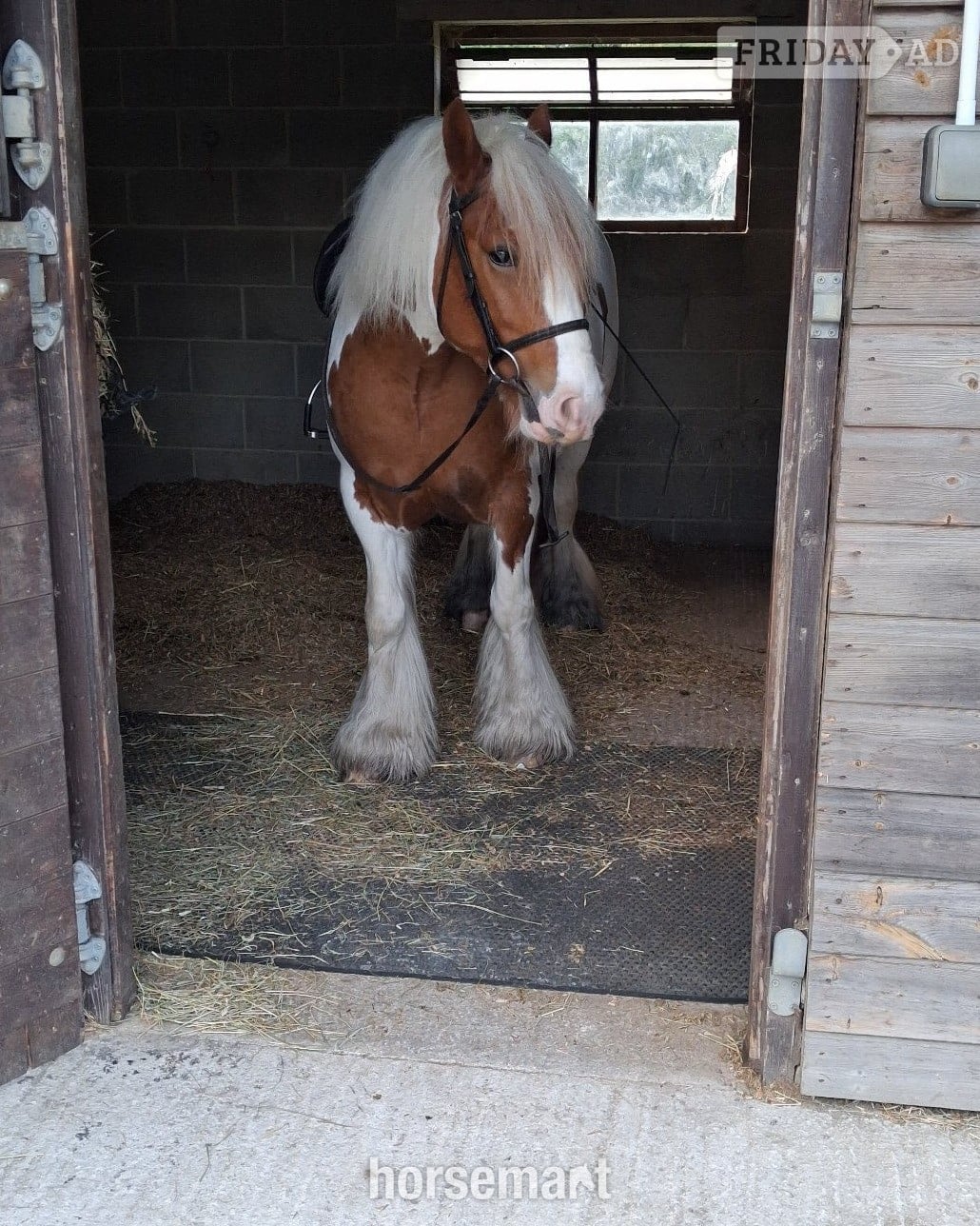"NELLY " Skewbald Mare Cob/Heavy Horse