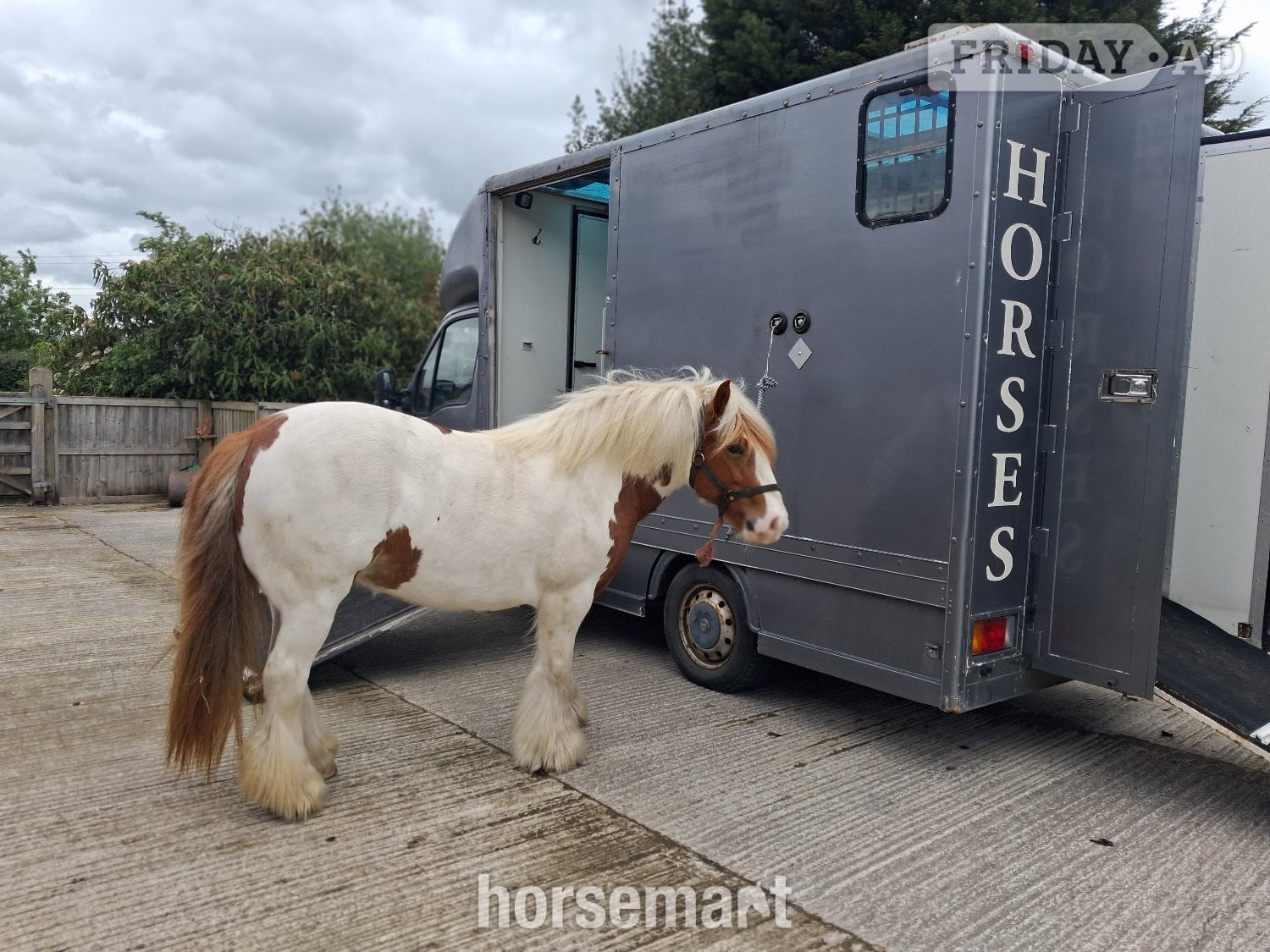 "NELLY " Skewbald Mare Cob/Heavy Horse - Horses in Thirsk