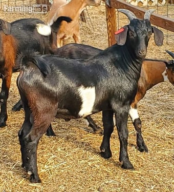 Full breed Boer goats and Kiko Goats for sale