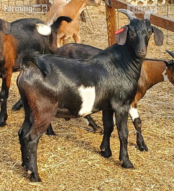 Full breed Boer goats and Kiko Goats for sale in Cadeby