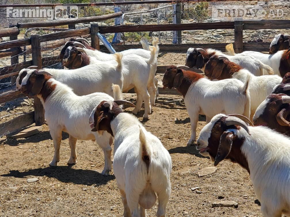 Full breed Boer goats and Kiko Goats for sale
