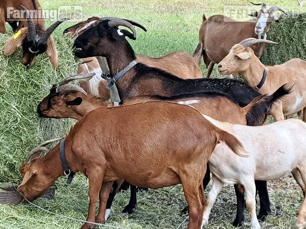 Cadeby Full breed Boer goats and Kiko Goats for sale