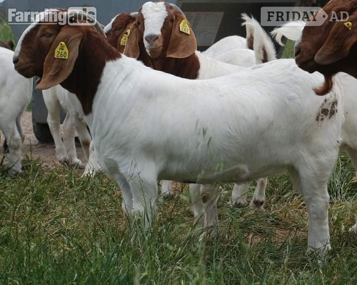 Full breed Boer goats and Kiko Goats for sale - Livestock in Cadeby