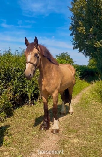 "Dolly Parton " Dun Mare All Rounder