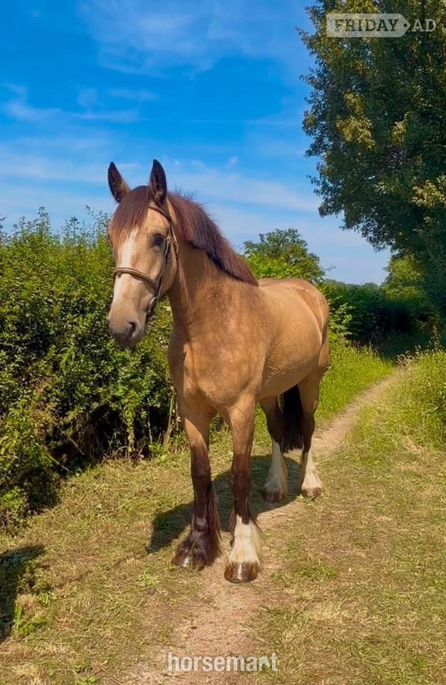 "Dolly Parton " Dun Mare All Rounder in Hemel Hempstead