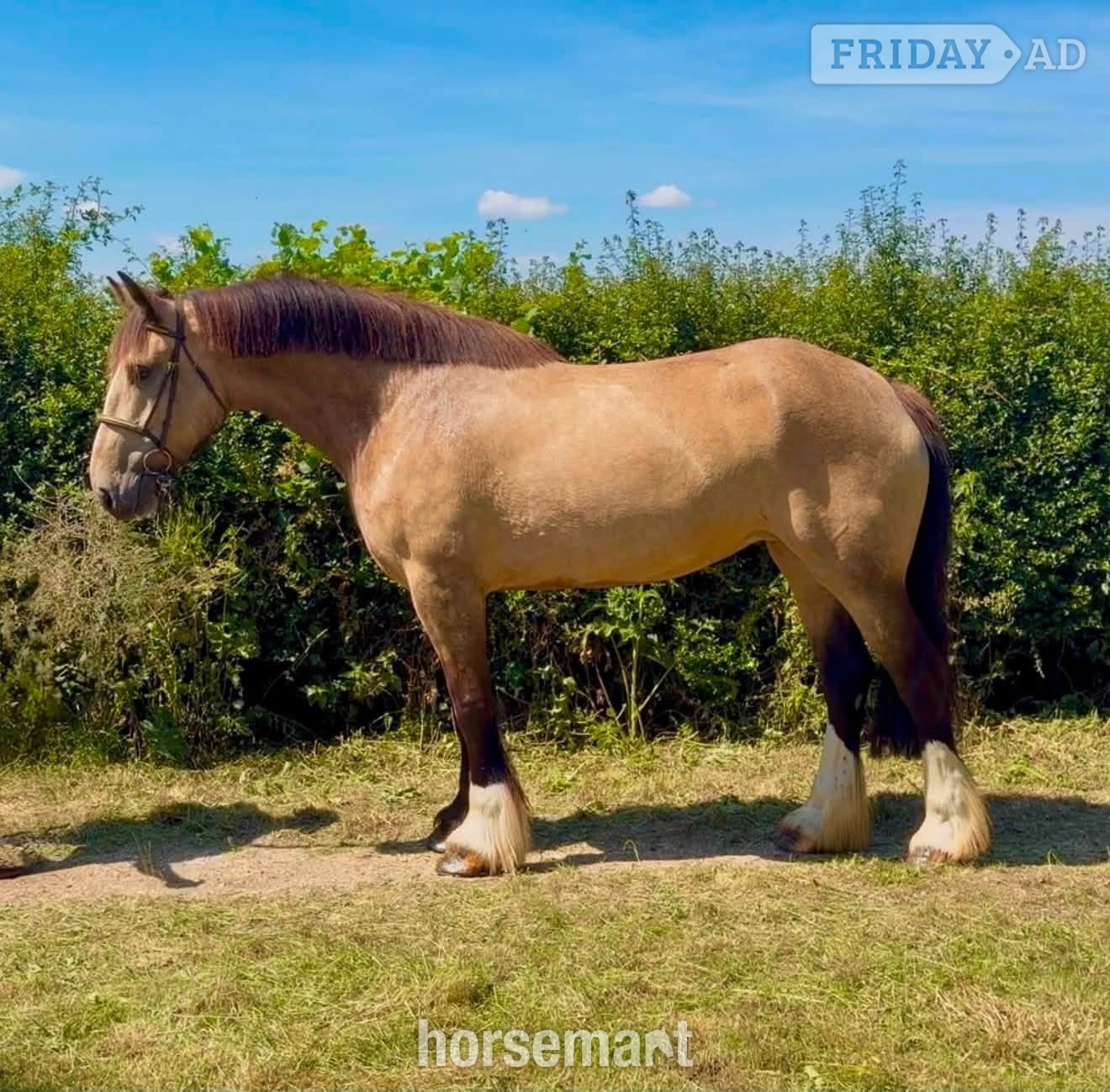 "Dolly Parton " Dun Mare All Rounder