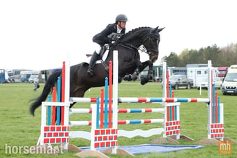 "Dolly" Black Mare Show Jumper