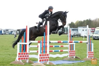 "Dolly" Black Mare Show Jumper
