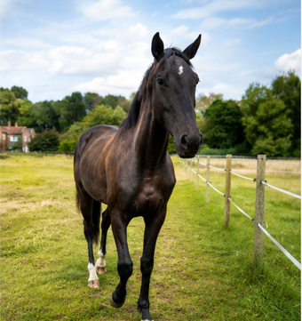 "Freddie " Black Gelding Young Sport Horse