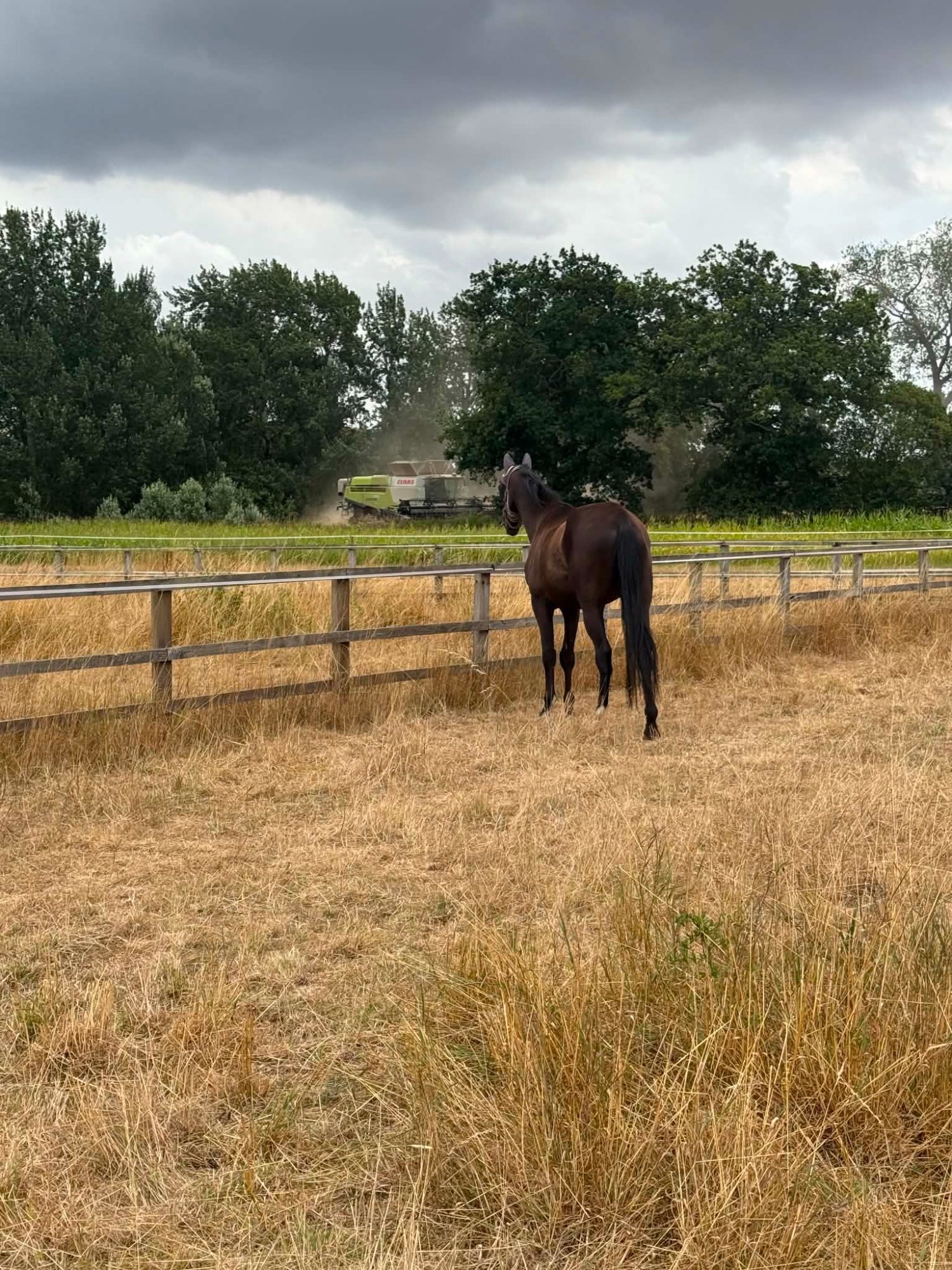 Wendling "Freddie " Black Gelding Young Sport Horse