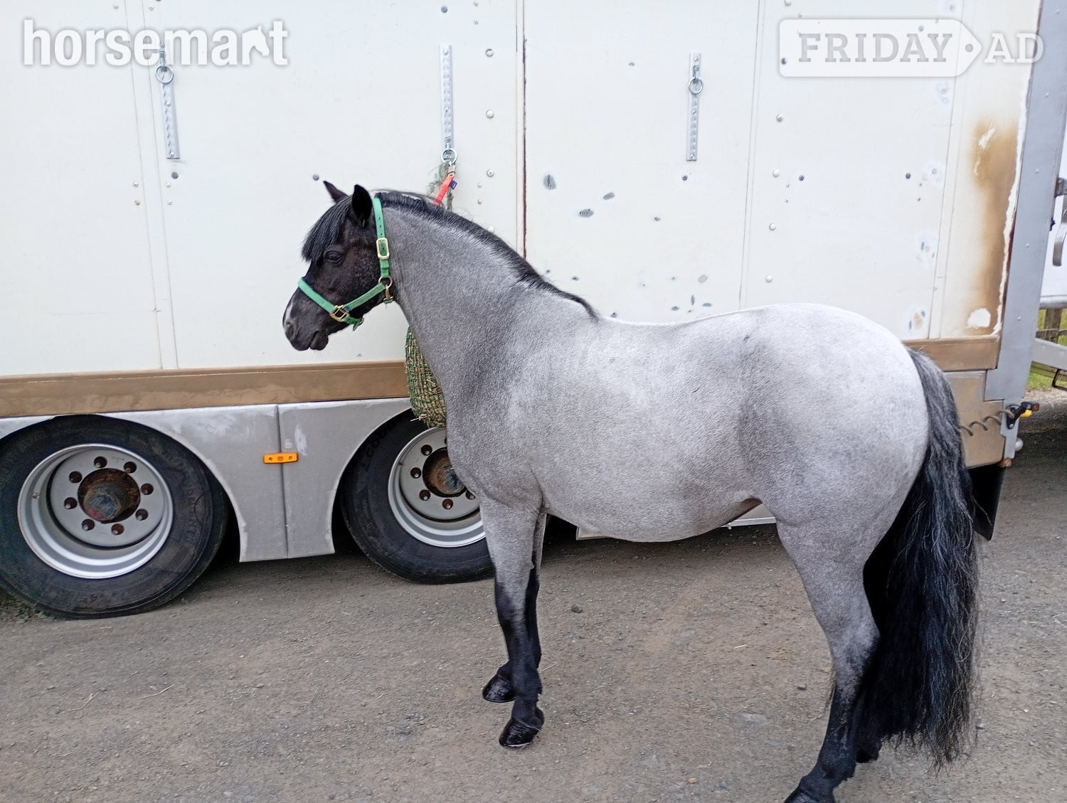 "RSPCA Lucy"  Mare Driving Horse